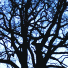 Tree Silhouette thumbnail